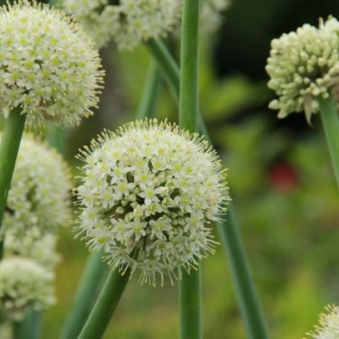Allium pskemense
