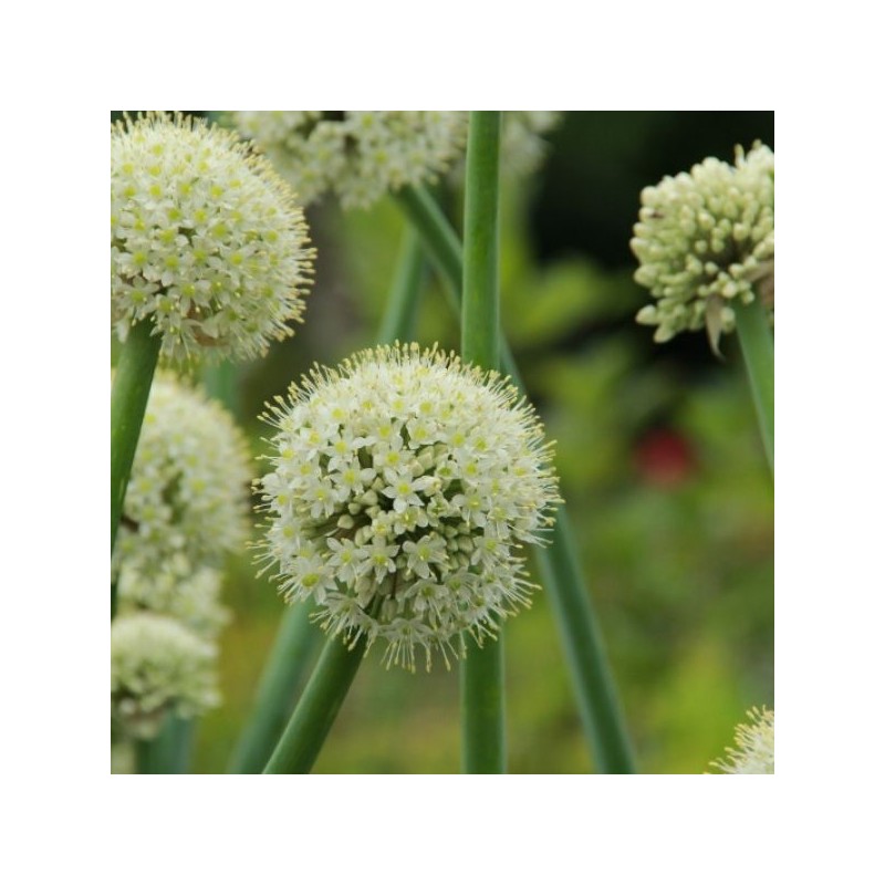 Allium pskemense