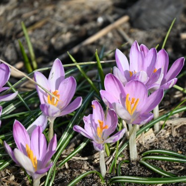 Crocus tommasinianus 'Roseus'