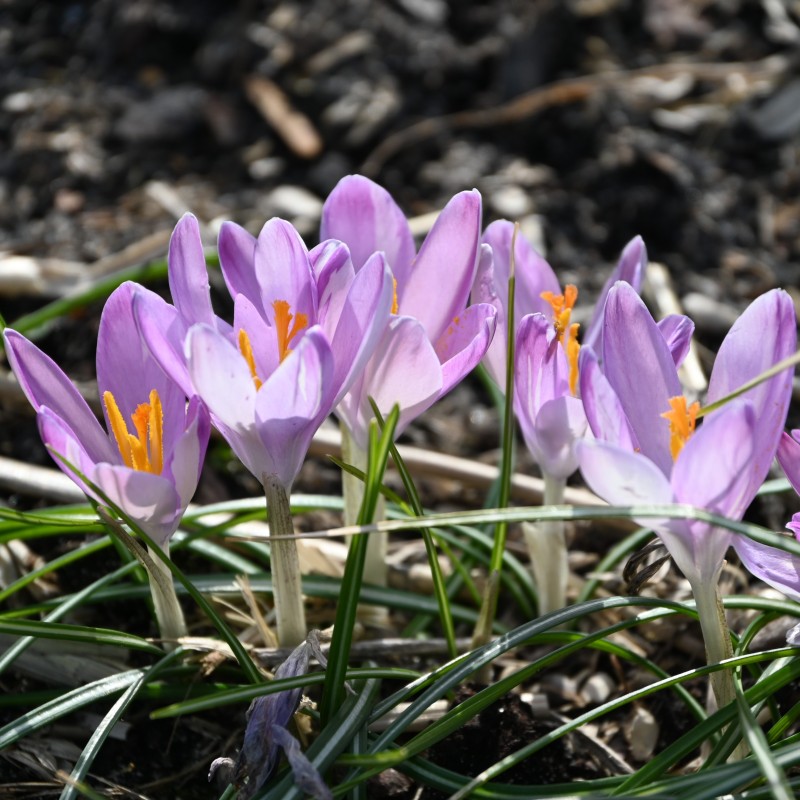 Crocus tommasinianus 'Roseus'