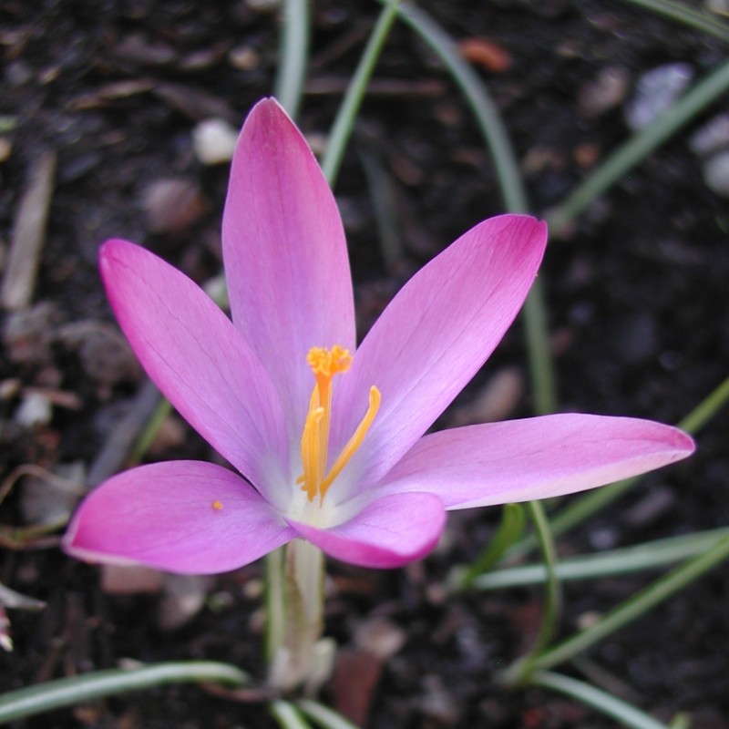 Crocus tommasinianus 'Roseus'