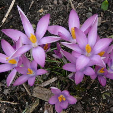 Crocus tommasinianus 'Roseus'