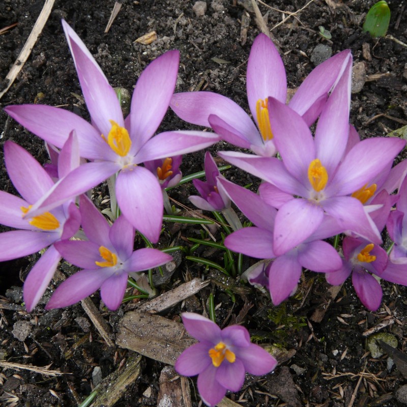Crocus tommasinianus 'Roseus'