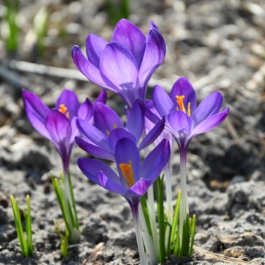 Crocus tommasinianus 'Ruby Giant'