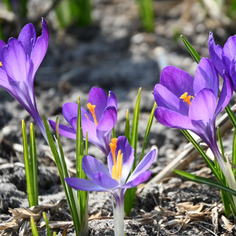 Crocus tommasinianus 'Ruby Giant'