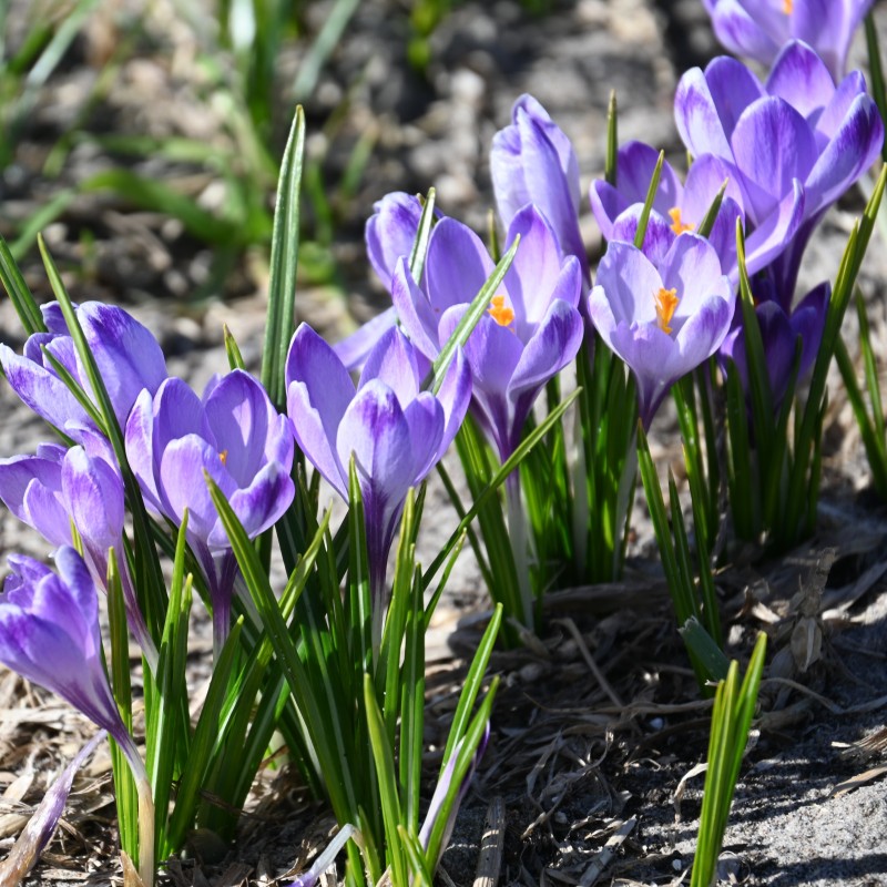 Crocus tommasinianus 'Rudy Light'