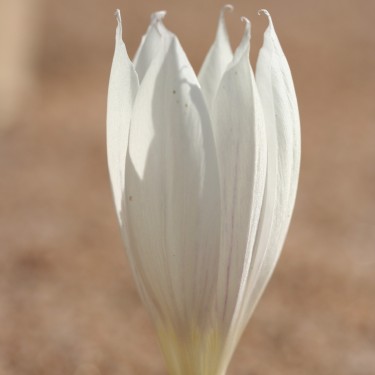 Crocus vallicola