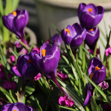 Crocus vernus 'Flower Record'
