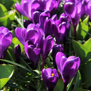 Crocus vernus 'Flower Record'