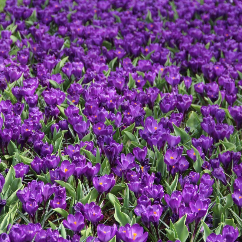 Crocus vernus 'Flower Record'
