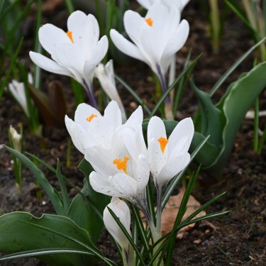 Crocus vernus 'Jeanne d'Arc'