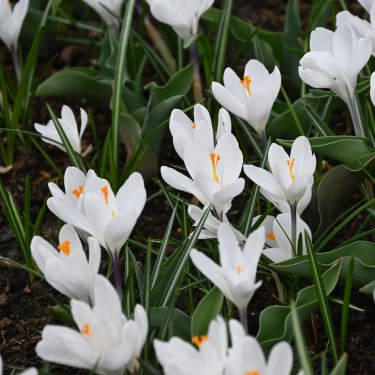 Crocus vernus 'Jeanne d'Arc'