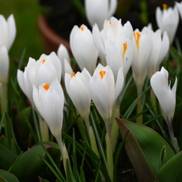 Crocus vernus 'Jeanne d'Arc'