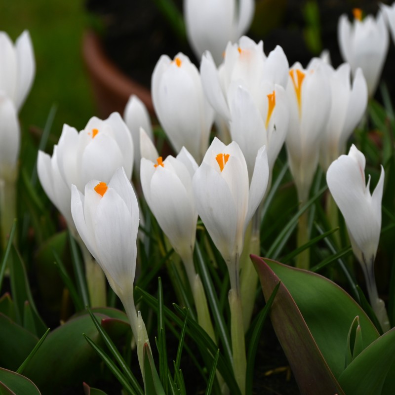 Crocus vernus 'Jeanne d'Arc'