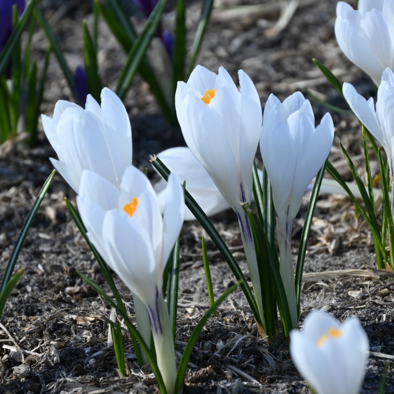 Crocus vernus 'Jeanne d'Arc'