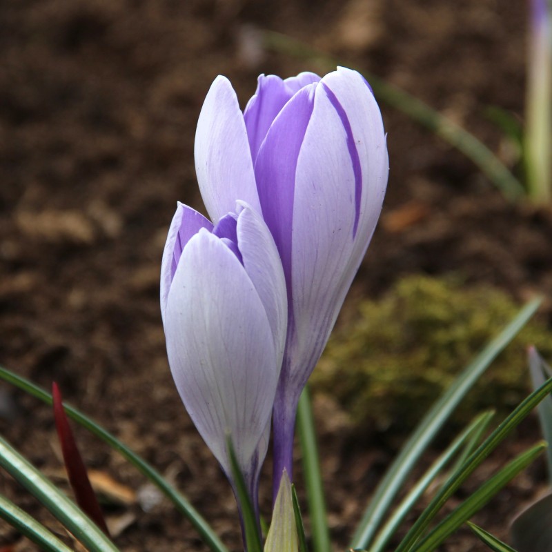 Crocus vernus 'Vanguard'