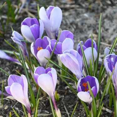 Crocus vernus 'Whale Shark'