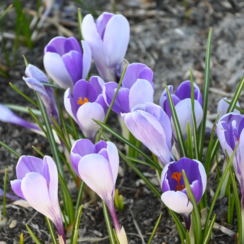 Crocus vernus 'Whale Shark'