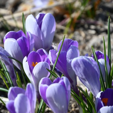 Crocus vernus 'Whale Shark'