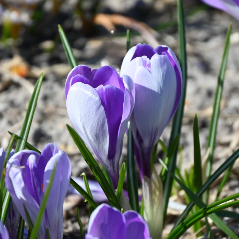 Crocus vernus 'Whale Shark'