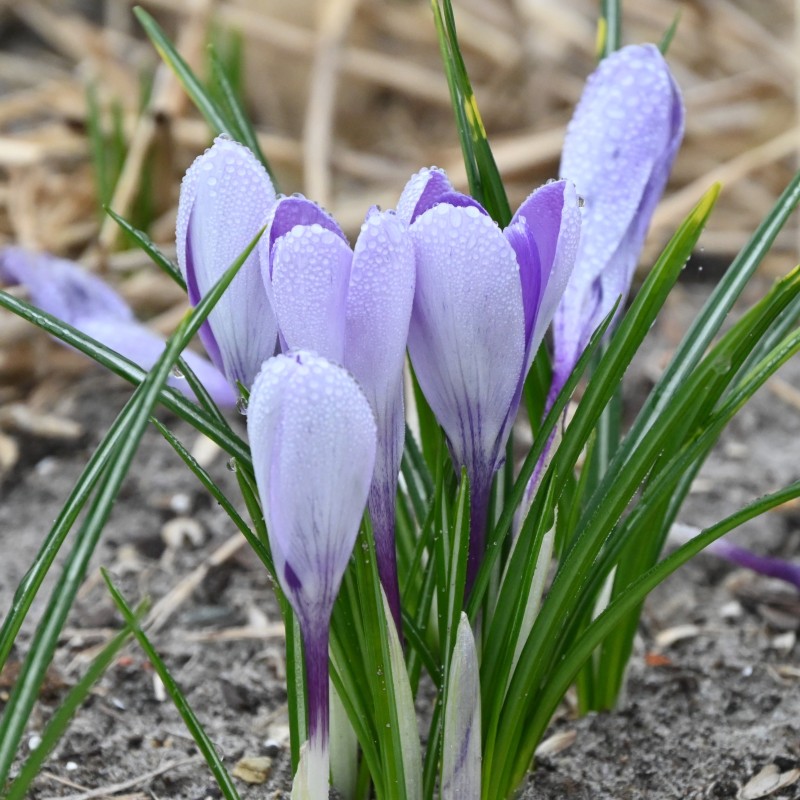 Crocus vernus 'Whale Shark'