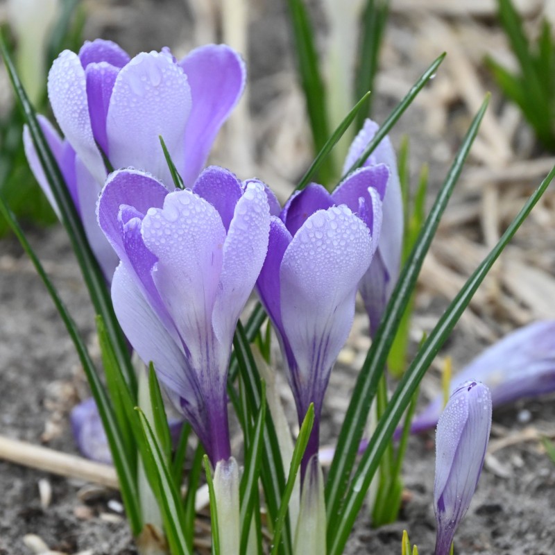 Crocus vernus 'Whale Shark'
