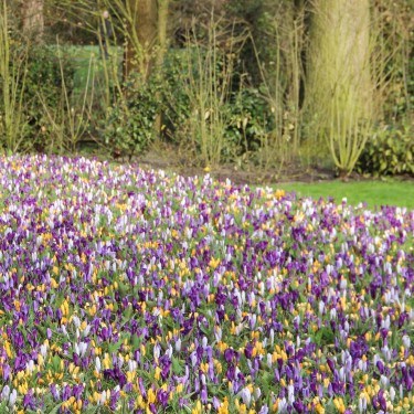 Crocus vernus -gemengd- 