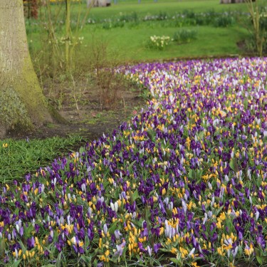 Crocus vernus -gemengd- 