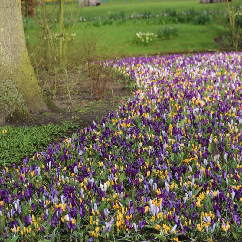 Crocus vernus -gemengd- 