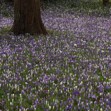 Crocus vernus -mengsel in de tinten blauw en wit-