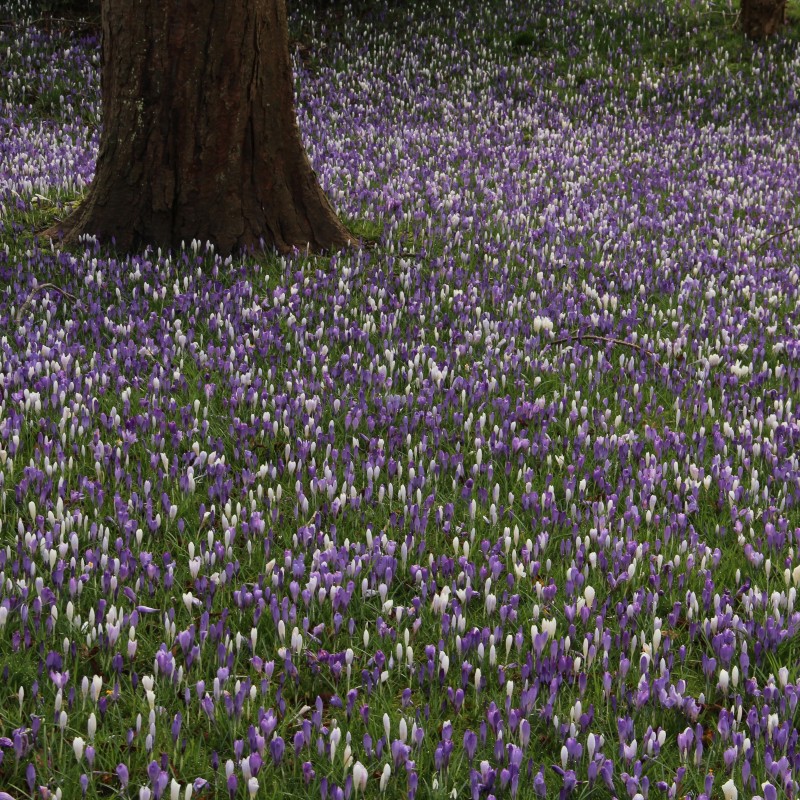 Crocus vernus -mengsel in de tinten blauw en wit-
