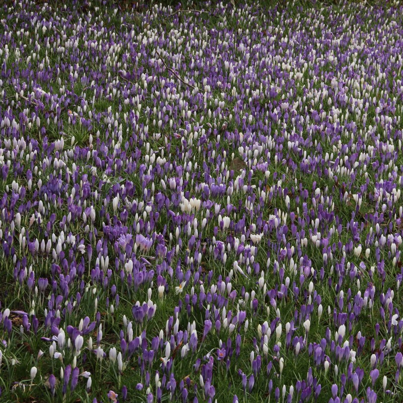 Crocus vernus -mengsel in de tinten blauw en wit-