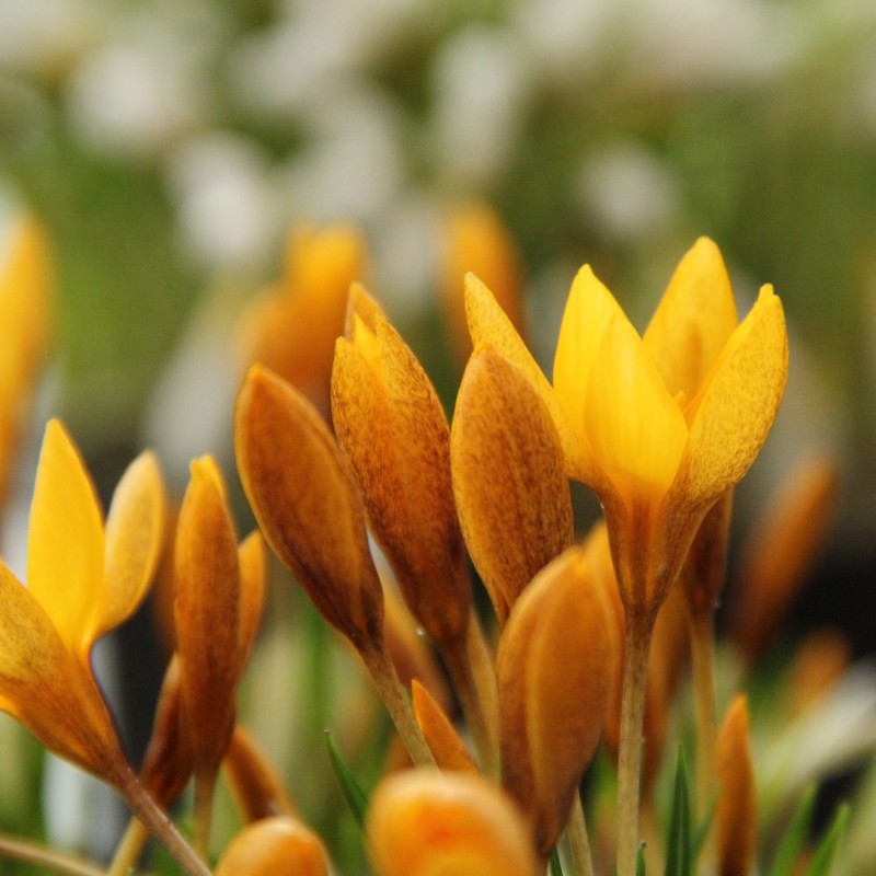 Crocus vitellinus
