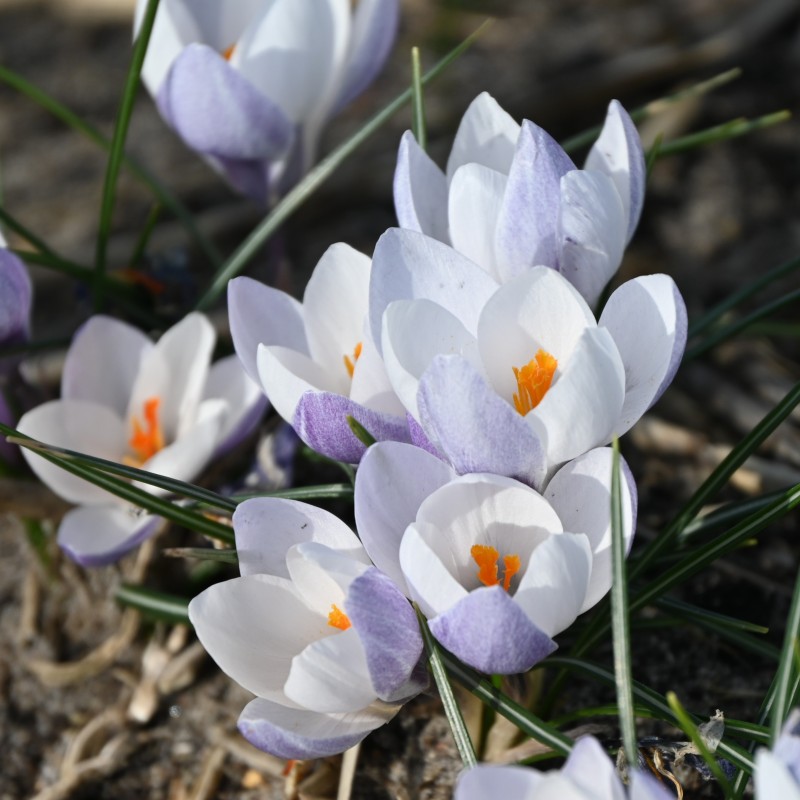 Crocus weldenii 'Fairy'