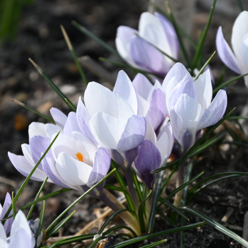 Crocus weldenii 'Fairy'