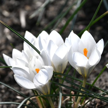Crocus weldenii 'Miss Vain'