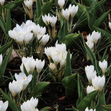 Crocus weldenii 'Miss Vain'