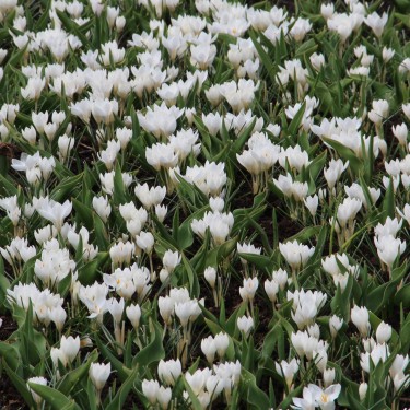 Crocus weldenii 'Miss Vain'