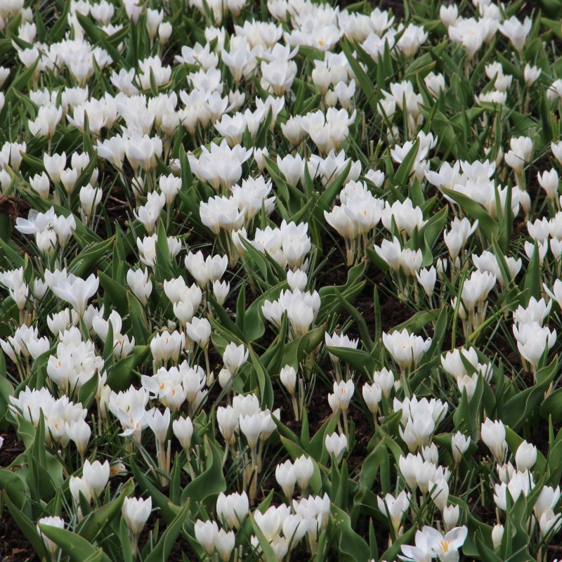 Crocus weldenii 'Miss Vain'
