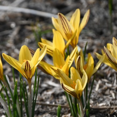 Crocus x leonidii 'Early Gold'