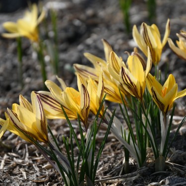 Crocus x leonidii 'Early Gold'