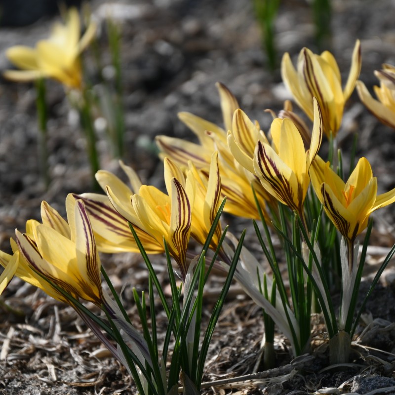 Crocus x leonidii 'Early Gold'