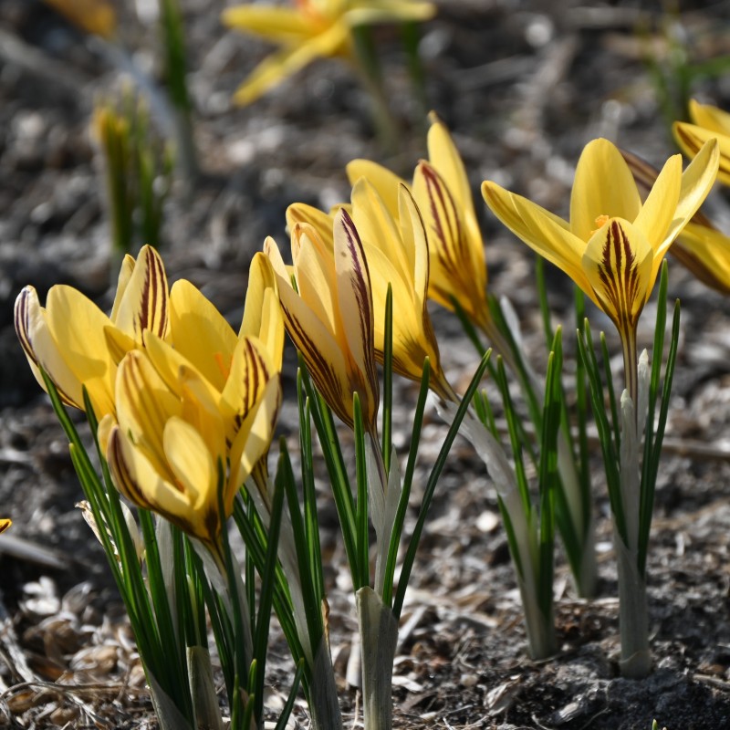 Crocus x leonidii 'Early Gold'
