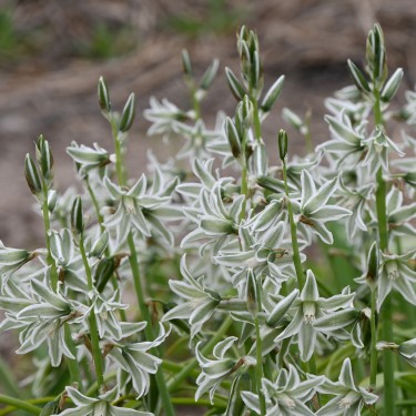 Ornithogalum nutans