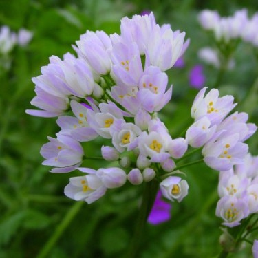 Allium roseum var. roseum