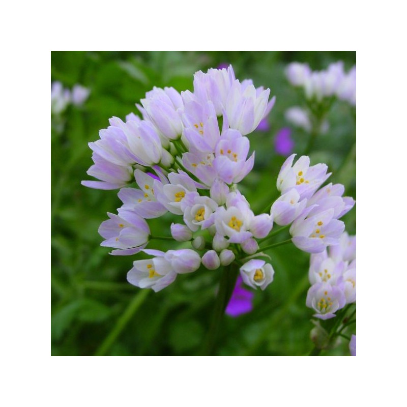 Allium roseum var. roseum