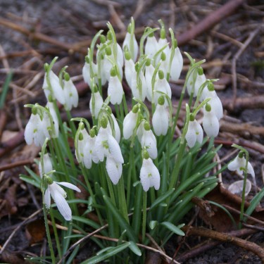Galanthus 'Charlotte'