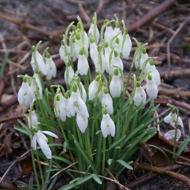 Galanthus 'Charlotte'