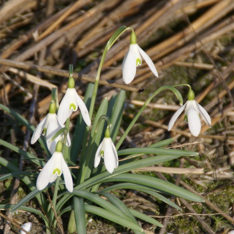 Galanthus 'Charlotte'
