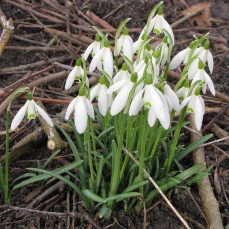 Galanthus 'Charlotte'